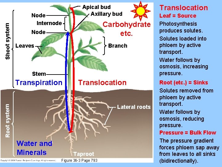 Shoot system Node Internode Apical bud Axillary bud Carbohydrate etc. Node Leaves Branch Stem