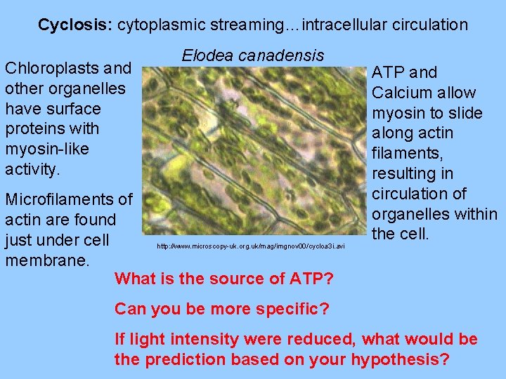 Cyclosis: cytoplasmic streaming…intracellular circulation Chloroplasts and other organelles have surface proteins with myosin-like activity.