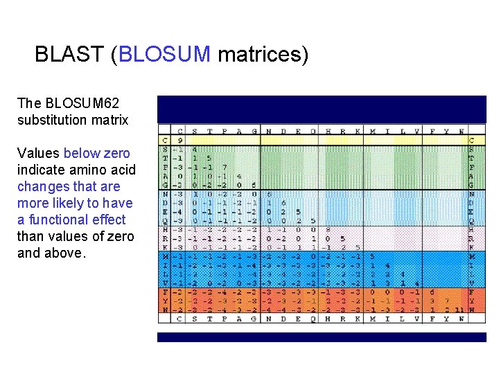 BLAST (BLOSUM matrices) The BLOSUM 62 substitution matrix Values below zero indicate amino acid