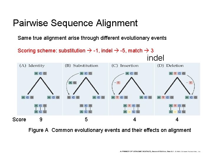 Pairwise Sequence Alignment Same true alignment arise through different evolutionary events Scoring scheme: substitution