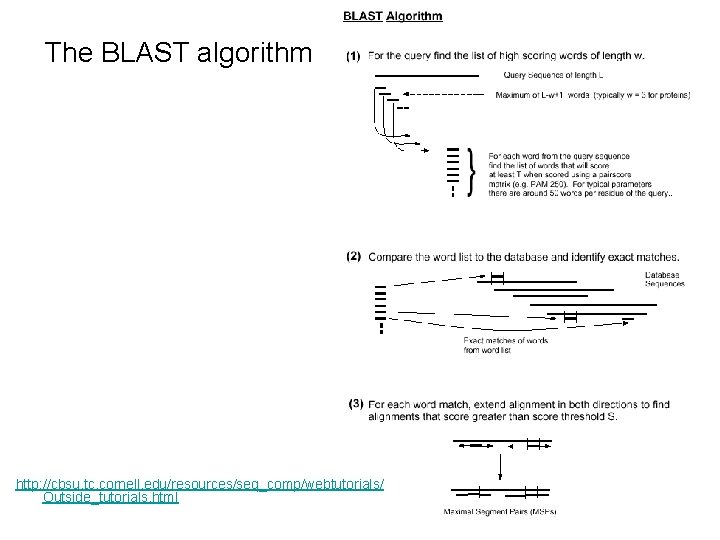 The BLAST algorithm http: //cbsu. tc. cornell. edu/resources/seq_comp/webtutorials/ Outside_tutorials. html 