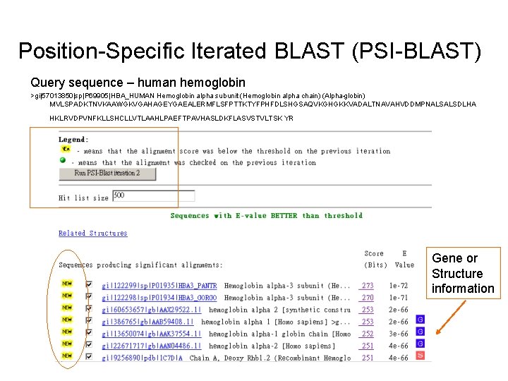 Position-Specific Iterated BLAST (PSI-BLAST) Query sequence – human hemoglobin >gi|57013850|sp|P 69905|HBA_HUMAN Hemoglobin alpha subunit