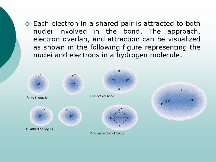 ¡ Each electron in a shared pair is attracted to both nuclei involved in
