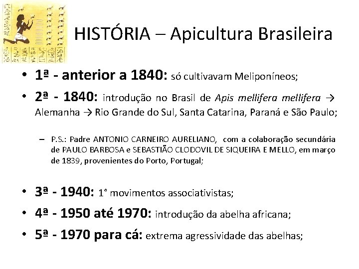 HISTÓRIA – Apicultura Brasileira • 1ª - anterior a 1840: só cultivavam Meliponíneos; •