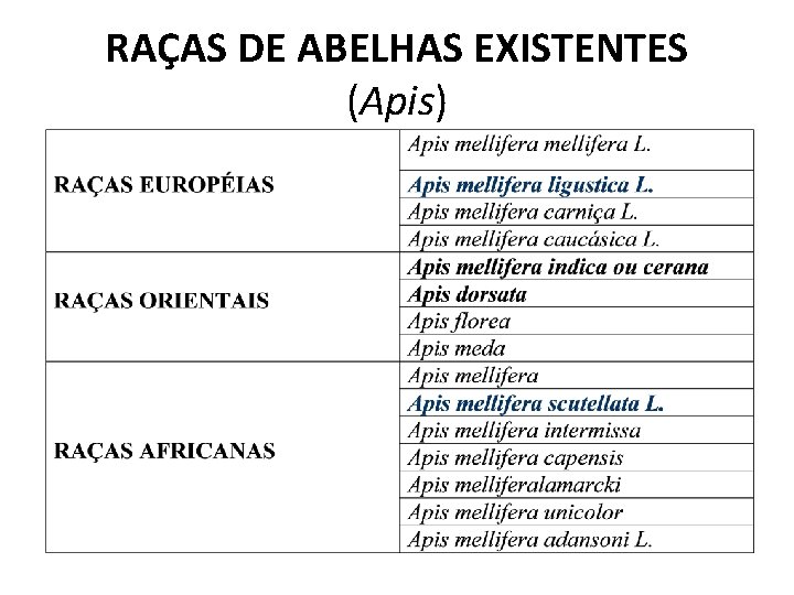 RAÇAS DE ABELHAS EXISTENTES (Apis) 