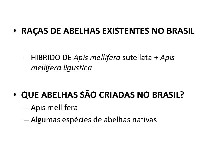  • RAÇAS DE ABELHAS EXISTENTES NO BRASIL – HIBRIDO DE Apis mellifera sutellata