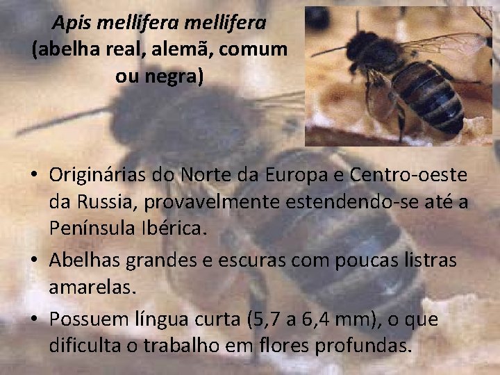 Apis mellifera (abelha real, alemã, comum ou negra) • Originárias do Norte da Europa