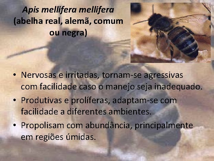 Apis mellifera (abelha real, alemã, comum ou negra) • Nervosas e irritadas, tornam-se agressivas