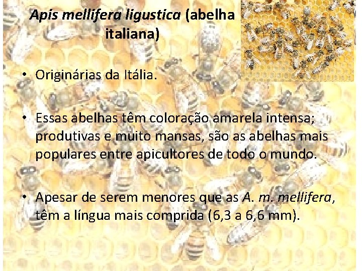 Apis mellifera ligustica (abelha italiana) • Originárias da Itália. • Essas abelhas têm coloração Apis mellifera ligustica (abelha italiana) • Originárias da Itália. • Essas abelhas têm coloração