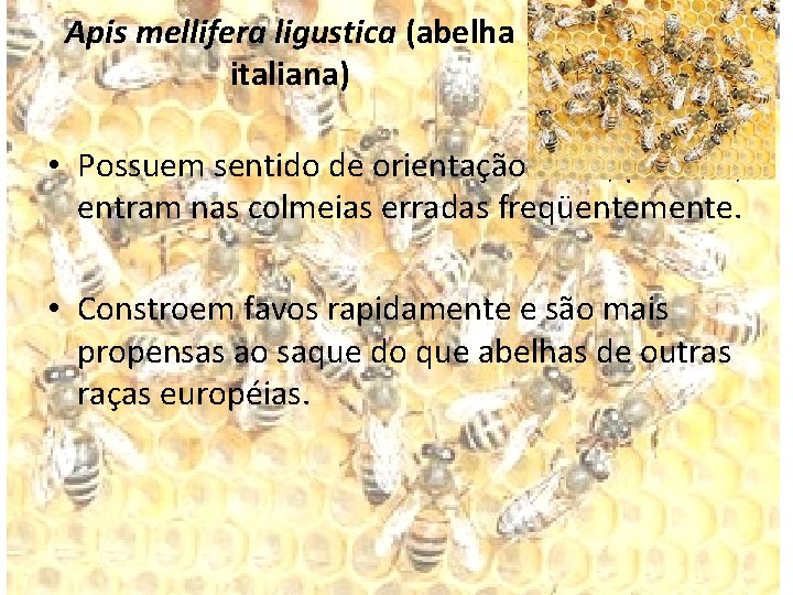 Apis mellifera ligustica (abelha italiana) • Possuem sentido de orientação fraco, por isso, entram