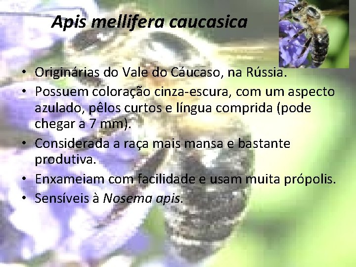 Apis mellifera caucasica • Originárias do Vale do Cáucaso, na Rússia. • Possuem coloração