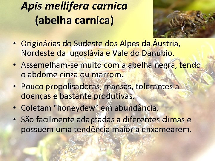 Apis mellifera carnica (abelha carnica) • Originárias do Sudeste dos Alpes da Áustria, Nordeste