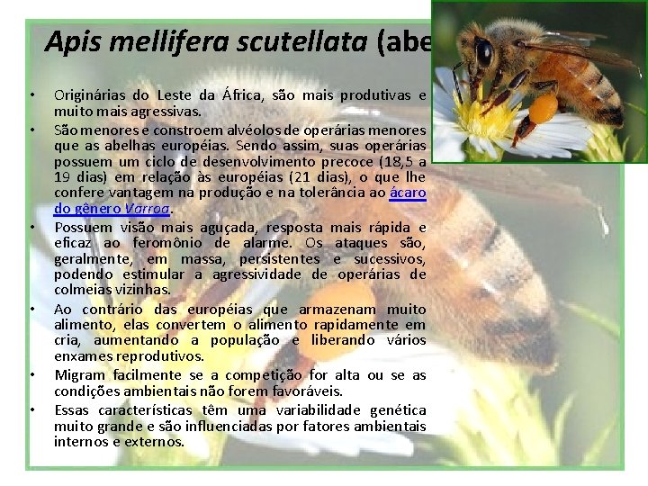 Apis mellifera scutellata (abelha africana) • • • Originárias do Leste da África, são