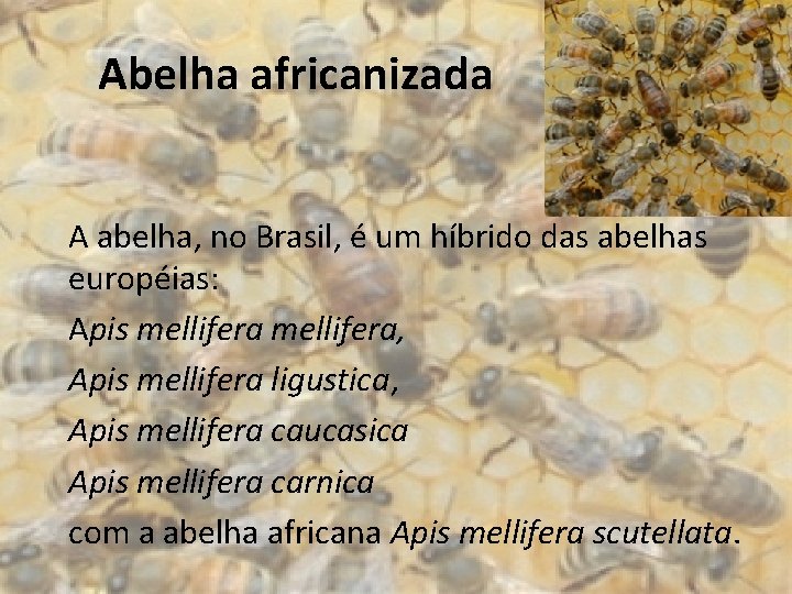 Abelha africanizada A abelha, no Brasil, é um híbrido das abelhas européias: Apis mellifera,