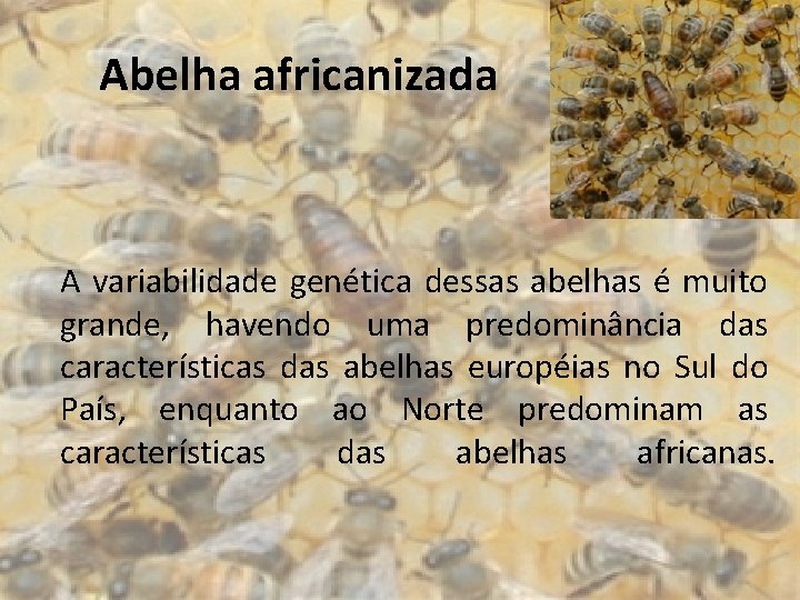 Abelha africanizada A variabilidade genética dessas abelhas é muito grande, havendo uma predominância das