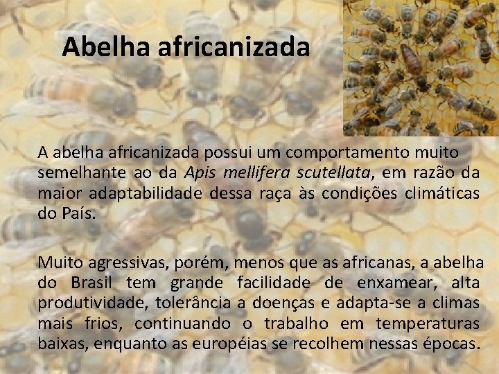 Abelha africanizada A abelha africanizada possui um comportamento muito semelhante ao da Apis mellifera