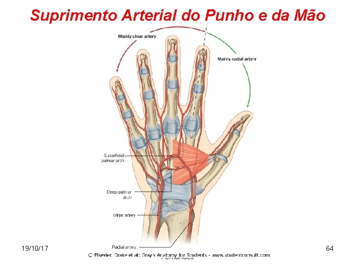 Suprimento Arterial do Punho e da Mão 19/10/17 Dr. José Heitor Machado Fernandes 64