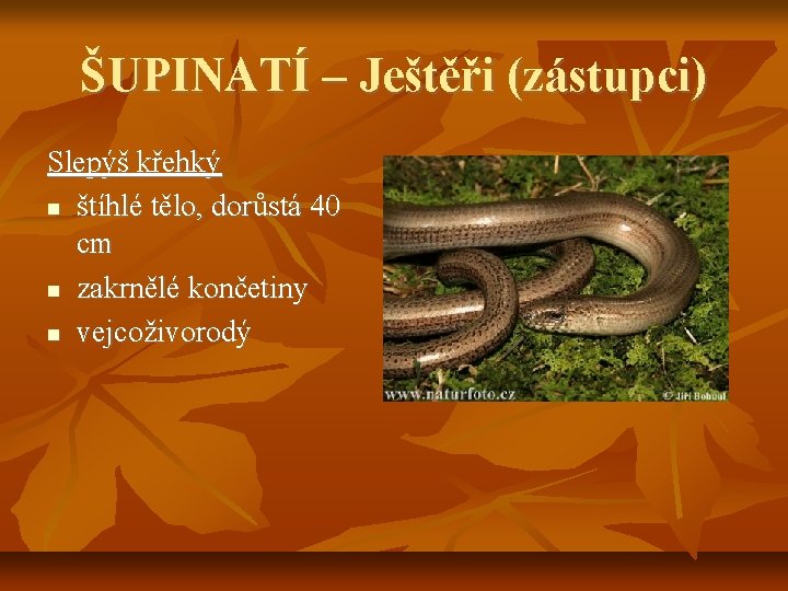 ŠUPINATÍ – Ještěři (zástupci) Slepýš křehký štíhlé tělo, dorůstá 40 cm zakrnělé končetiny vejcoživorodý