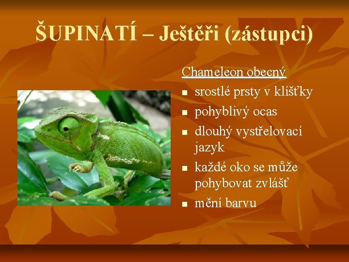 ŠUPINATÍ – Ještěři (zástupci) Chameleon obecný srostlé prsty v klíšťky pohyblivý ocas dlouhý vystřelovací
