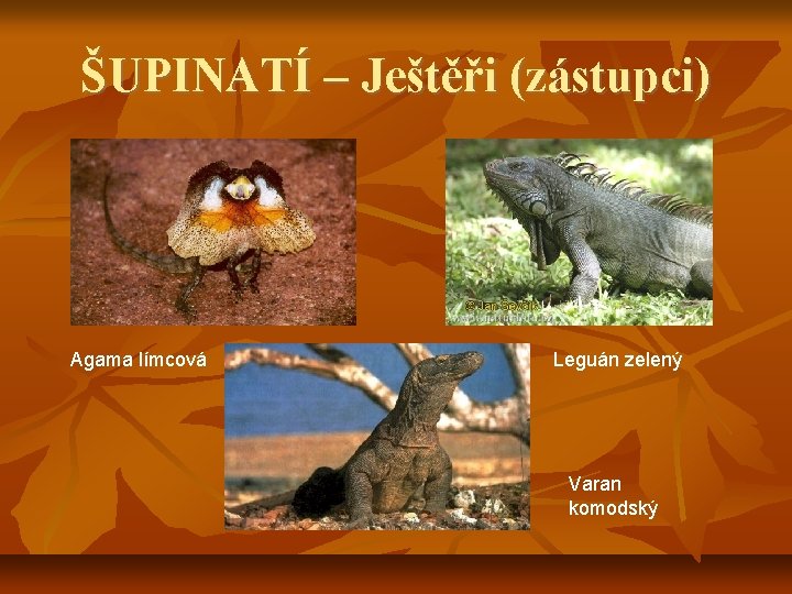 ŠUPINATÍ – Ještěři (zástupci) Agama límcová Leguán zelený Varan komodský 