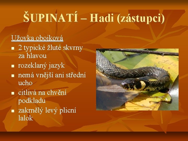 ŠUPINATÍ – Hadi (zástupci) Užovka obojková 2 typické žluté skvrny za hlavou rozeklaný jazyk