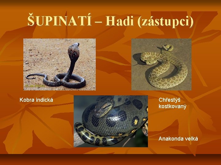 ŠUPINATÍ – Hadi (zástupci) Kobra indická Chřestýš kostkovaný Anakonda velká 