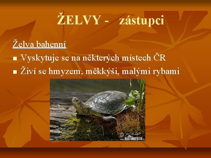 ŽELVY - zástupci Želva bahenní Vyskytuje se na některých místech ČR Živí se hmyzem,