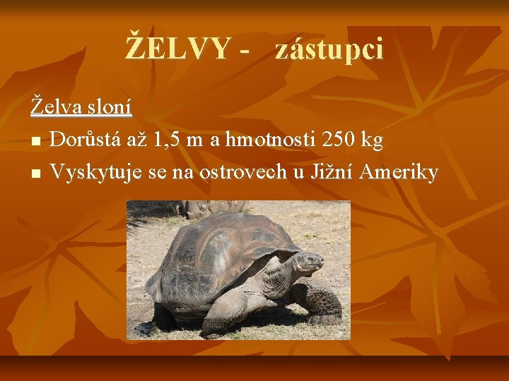 ŽELVY - zástupci Želva sloní Dorůstá až 1, 5 m a hmotnosti 250 kg