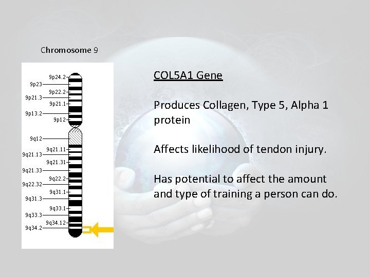 Chromosome 9 COL 5 A 1 Gene Produces Collagen, Type 5, Alpha 1 protein Chromosome 9 COL 5 A 1 Gene Produces Collagen, Type 5, Alpha 1 protein