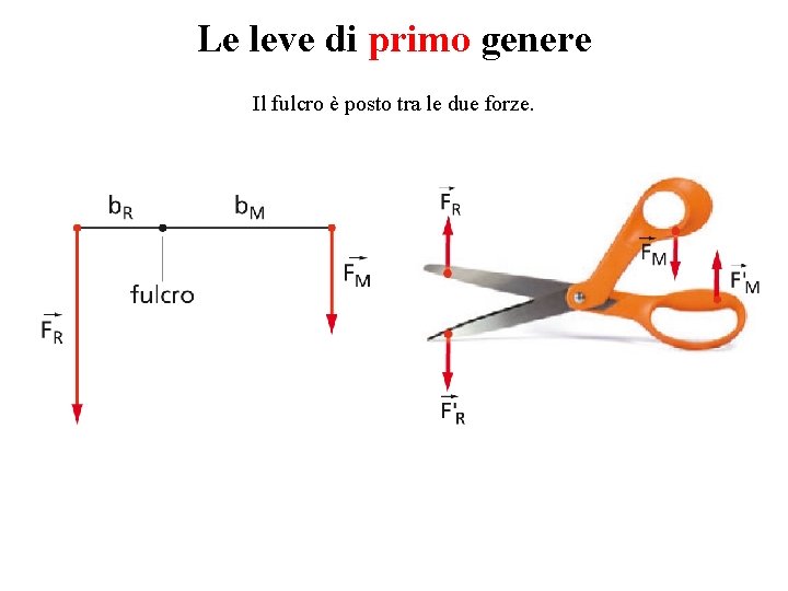 Le leve di primo genere Il fulcro è posto tra le due forze. 