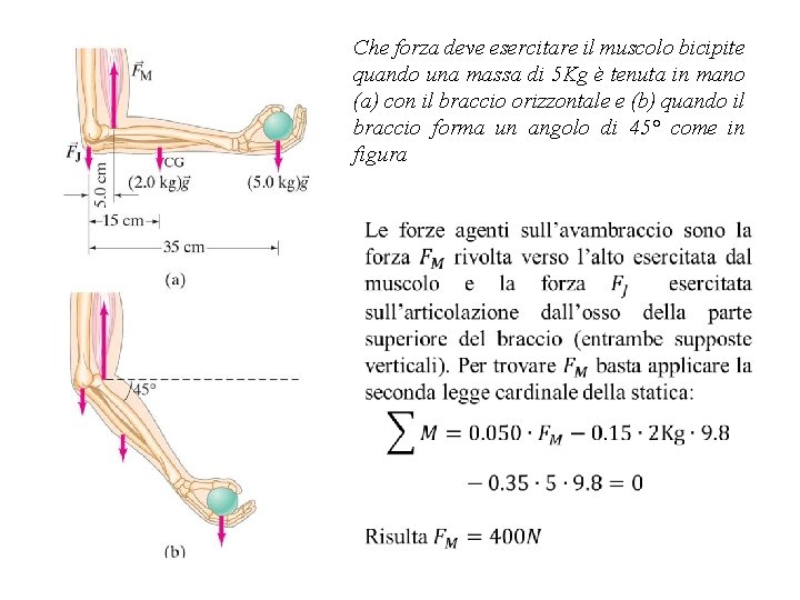 Che forza deve esercitare il muscolo bicipite quando una massa di 5 Kg è