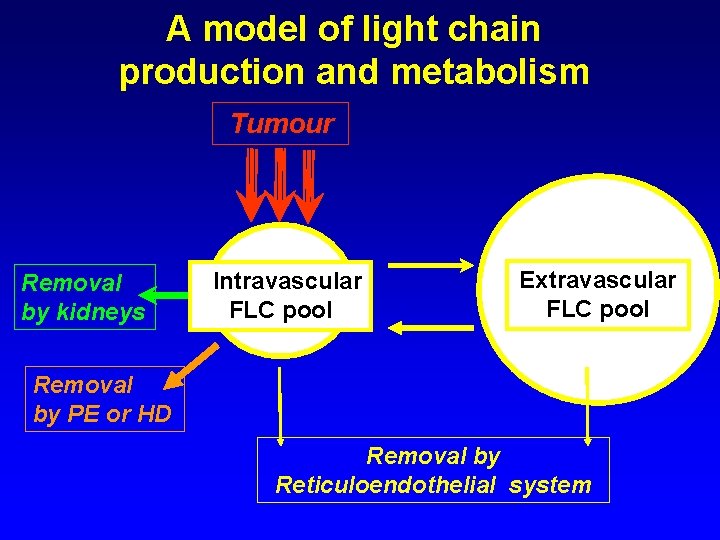 A model of light chain production and metabolism Tumour Removal by kidneys Intravascular FLC