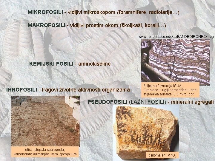 MIKROFOSILI - vidljivi mikroskopom (foramnifere, radiolarije…) MAKROFOSILI - vidljivi prostim okom (školjkaši, koralji…) www-rohan. MIKROFOSILI - vidljivi mikroskopom (foramnifere, radiolarije…) MAKROFOSILI - vidljivi prostim okom (školjkaši, koralji…) www-rohan.
