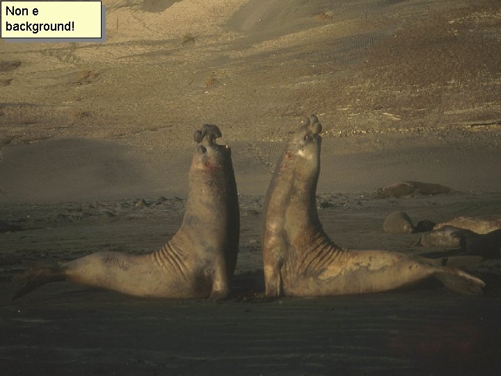 Non e background! 