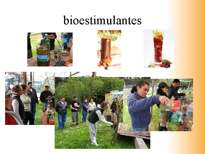 bioestimulantes 