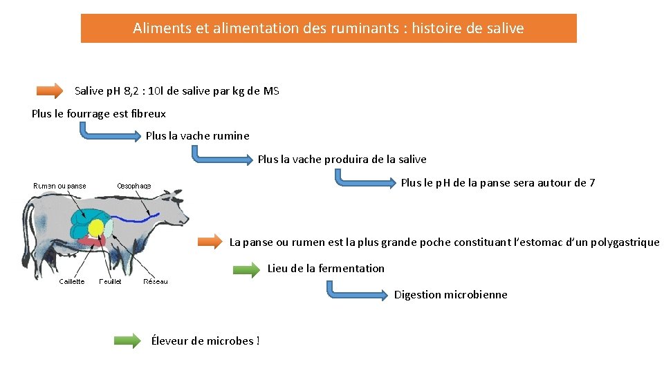 Aliments et alimentation des ruminants : histoire de salive Salive p. H 8, 2