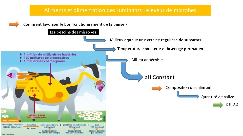Aliments et alimentation des ruminants : éleveur de microbes Comment favoriser le bon fonctionnement
