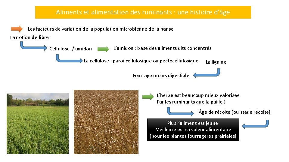 Aliments et alimentation des ruminants : une histoire d’âge Les facteurs de variation de