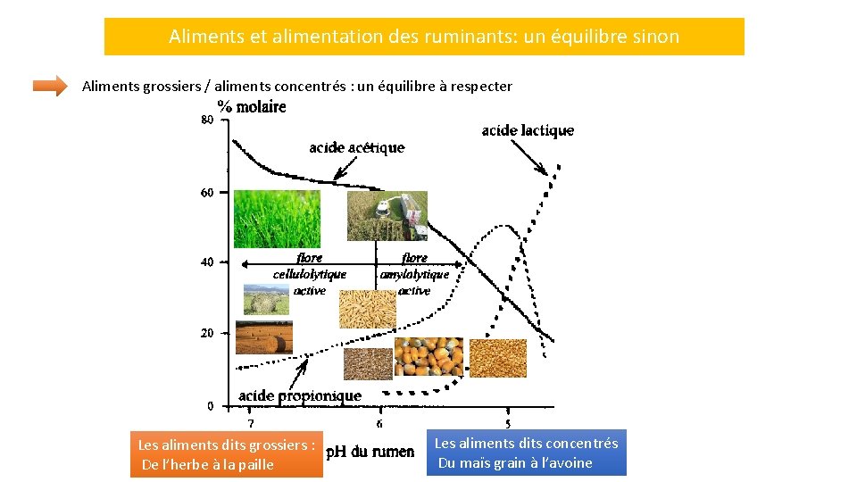 Aliments et alimentation des ruminants: un équilibre sinon Aliments grossiers / aliments concentrés :