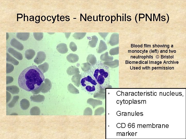 Phagocytes - Neutrophils (PNMs) Blood film showing a monocyte (left) and two neutrophils ©