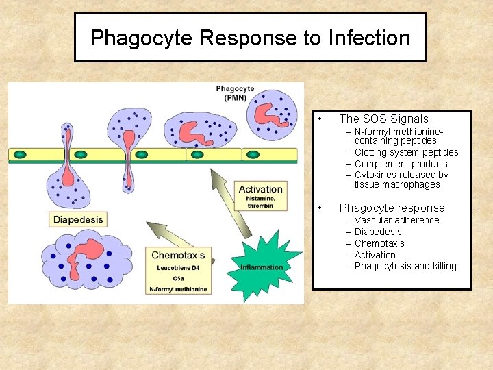 Phagocyte Response to Infection • The SOS Signals – N-formyl methioninecontaining peptides – Clotting