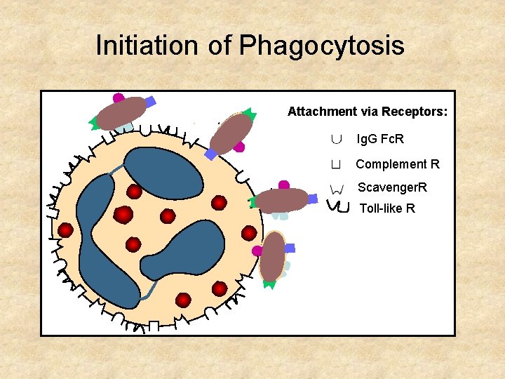 Initiation of Phagocytosis Attachment via Receptors: Ig. G Fc. R Complement R Scavenger. R