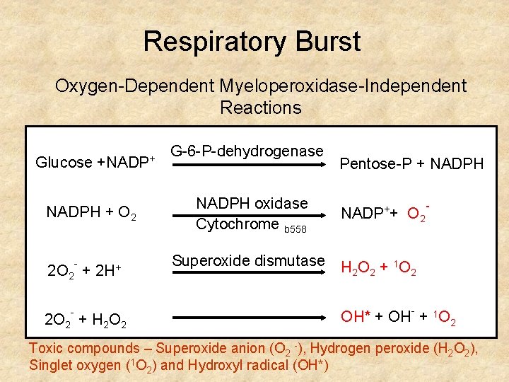 Respiratory Burst Oxygen-Dependent Myeloperoxidase-Independent Reactions Glucose +NADPH + O 2 2 O 2 -
