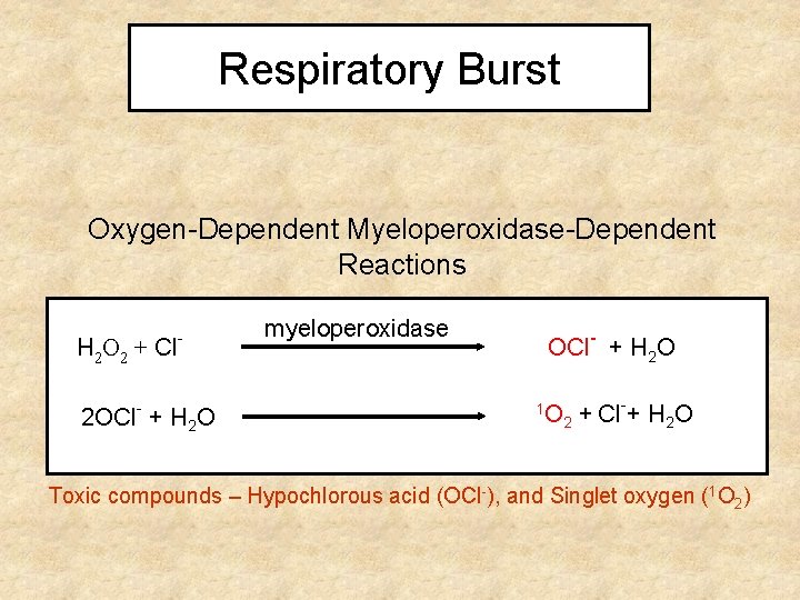 Respiratory Burst Oxygen-Dependent Myeloperoxidase-Dependent Reactions H 2 O 2 + Cl - 2 OCl-