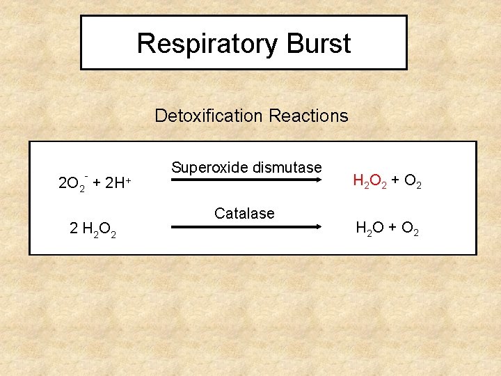 Respiratory Burst Detoxification Reactions - 2 O 2 + 2 H+ 2 H 2