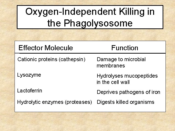 Oxygen-Independent Killing in the Phagolysosome Effector Molecule Function Cationic proteins (cathepsin) Damage to microbial