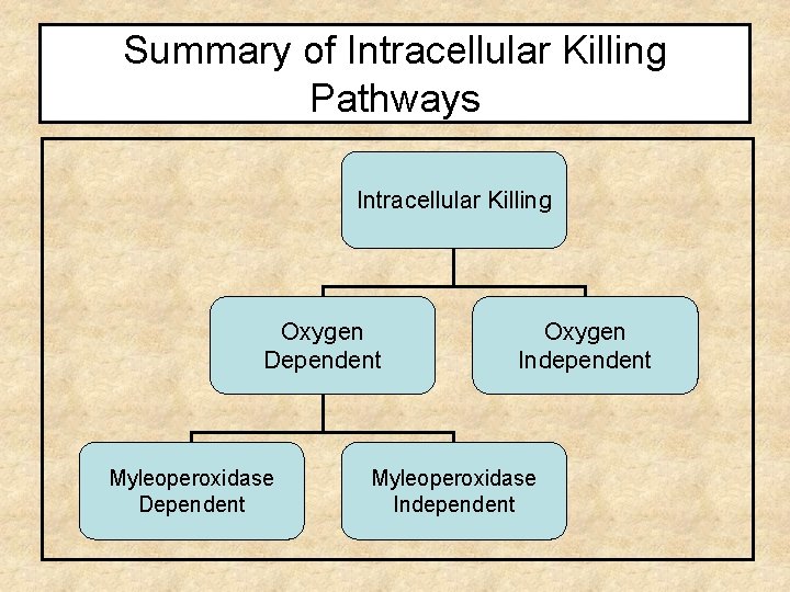 Summary of Intracellular Killing Pathways Intracellular Killing Oxygen Dependent Myleoperoxidase Dependent Oxygen Independent Myleoperoxidase