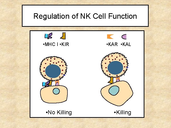 Regulation of NK Cell Function • MHC I • KIR • No Killing •