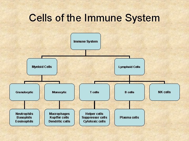 Cells of the Immune System Myeloid Cells Lymphoid Cells Granulocytic Monocytic T cells B