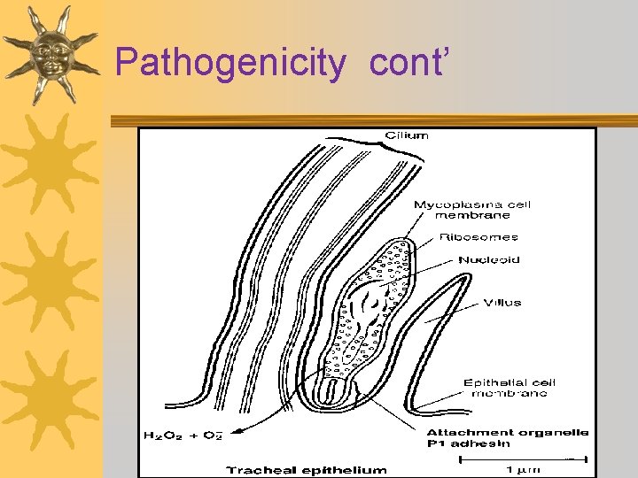 Pathogenicity cont’ 